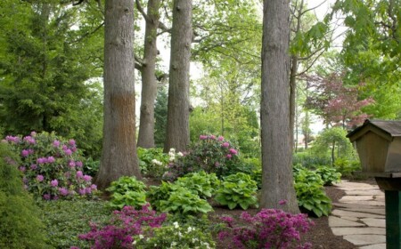 Rhododendron Landschaft kombiniert mit Azalea Blumen schön