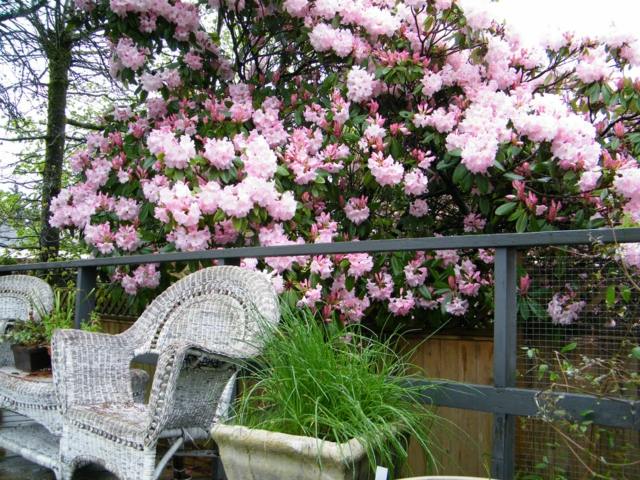 rosa Blüten Sichtschutz gemütliche Sitzecke Rattanstühle Shabby Chic
