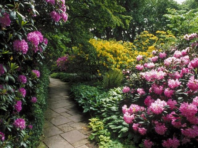 Rhododendron sträucher blickfang farbe garten gehweg