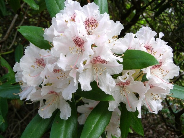 Rhododendron weiß blüten richtige pflege tipps
