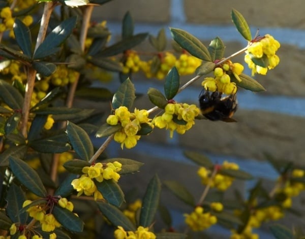 Steingarten anlegen bepflanzung Berberitze kleinblättrig-gelbe blüten