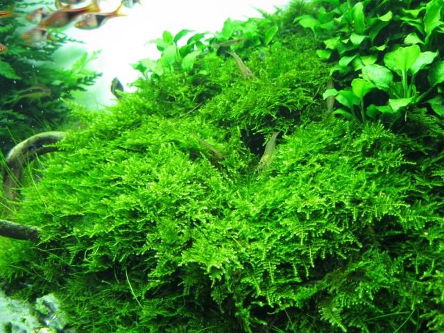 Vesicularia-Montagnei- Christmas- Moss)-wasser-kultur