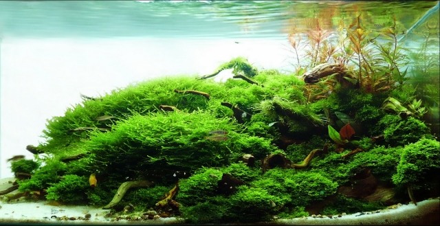 aqua-pflanzen-fisch-grün-wasser-gross