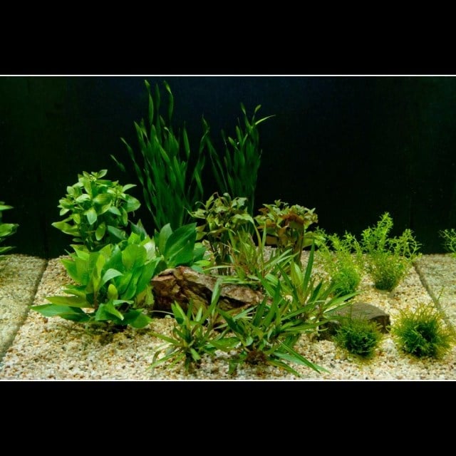 aquarien-pflanzen-grün-ohne-tiere
