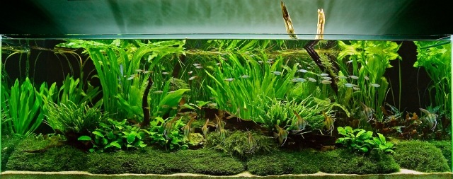 aquarium-hoch-glas-pflanzen-fische-tank