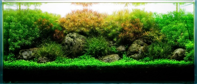 aquarium-pflanzen-fishtank-breit-süss-wasser