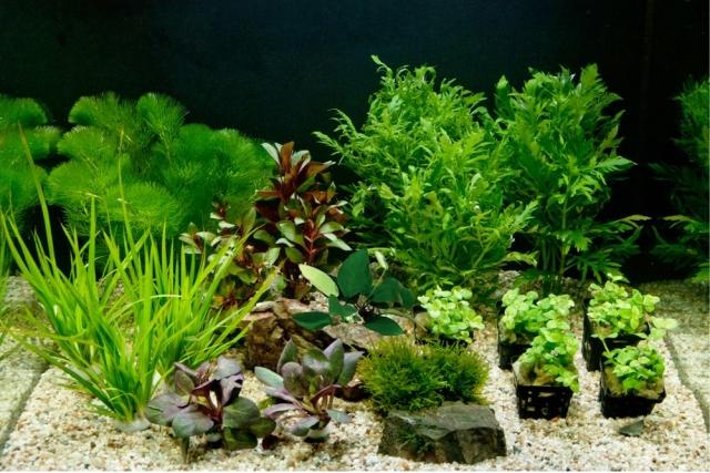 aquarium-pflanzen-ordnung-keine-fische-wasser