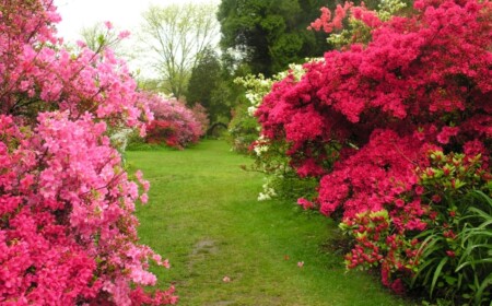 azaleen-garten-rosa-farbe-strauch-pflege-bedingungen