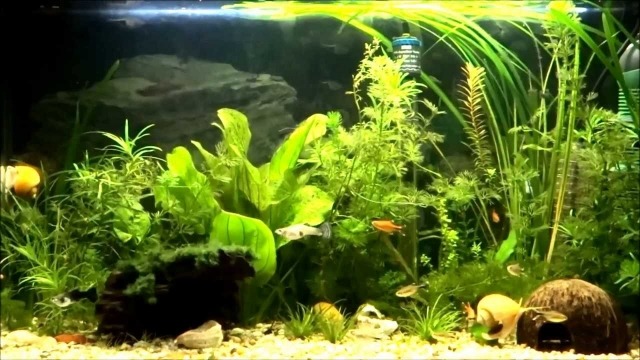 coconuß-igloo-fisch-häuschen-aquarim