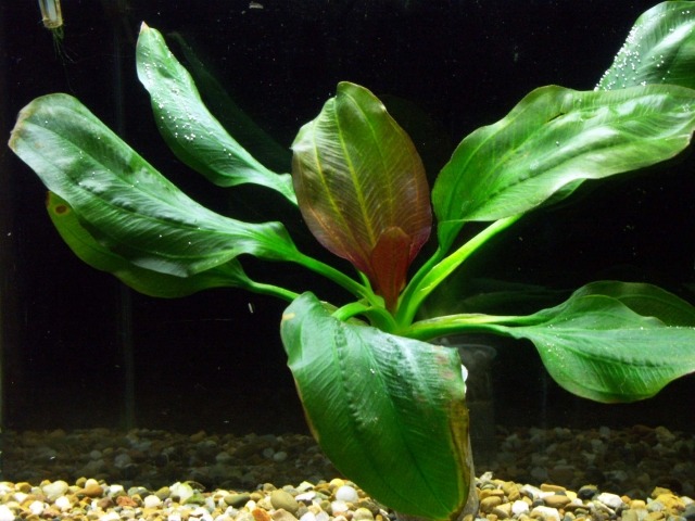 echinodorus-wasserpflanze-suß-wasser-aquarium