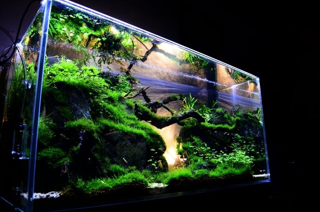 interior-aquascape-mit-schönen-wasserpflanzen-für-aquarium-