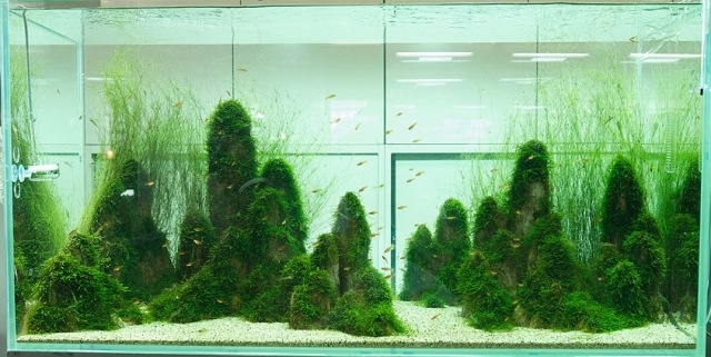 japanisches-aquarium-bäumen-formig-stein-boden