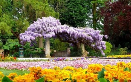 kletterpflanzen für garten blauregen romantisch gelbe blumen