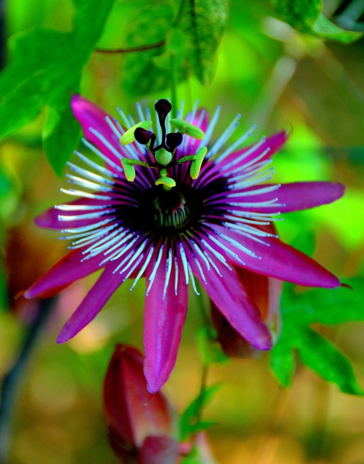 kletterpflanzen für garten passionsblume rot purpur dekoration duft