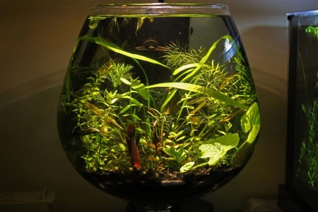 mini-aquarium-glas-roter-fisch-dünn