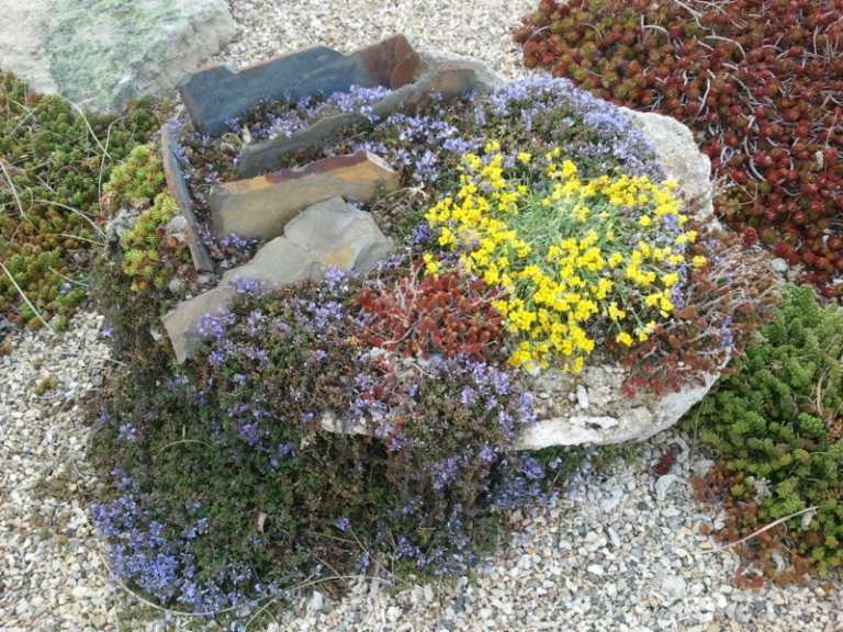 pflanzen für steingarten klein design steinplatten bodendecker blau gelb sukkulenten