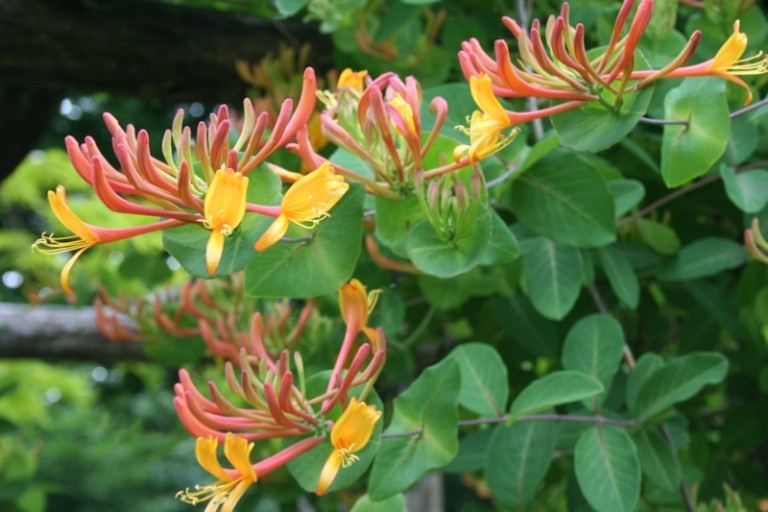pflanzen für steingarten lonicera orange gelb blume alpin