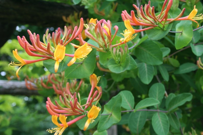 pflanzen für steingarten lonicera orange gelb blume alpin