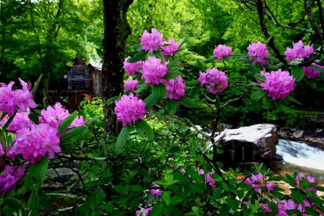 rhododendron strauch lila blüten tipps pflege