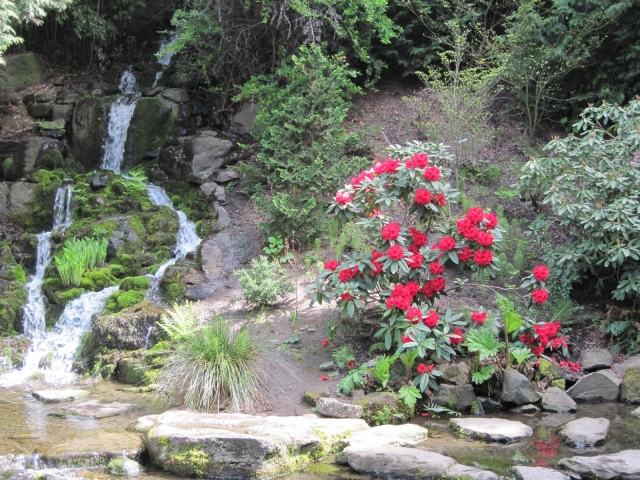 rot rhododendron strauch fluss wasserfall boden