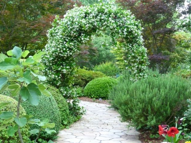 Jasmine weiße Blüten klassischer Garten englischer Stil