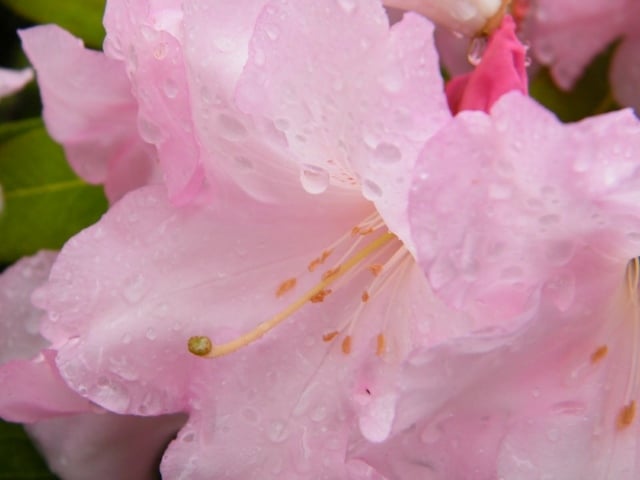 Rhododendron Strauch Gartenarbeit im Sommer Frühling