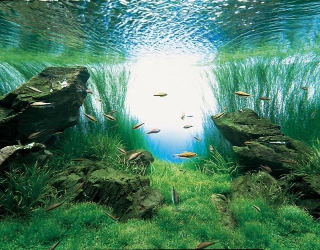 schöne-unter-wasser-landschaft-aquarium