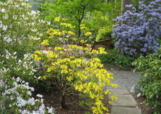 Rhododendron Pflege Tipps Tricks Standort auswählen