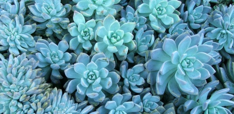 sukkulenten pflegen blau-nuancen-attraktiv-pflanze-garten-interieur