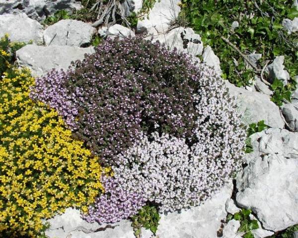 Plätze für Steingarten Bodentypen-Thymus vulgaris pflege