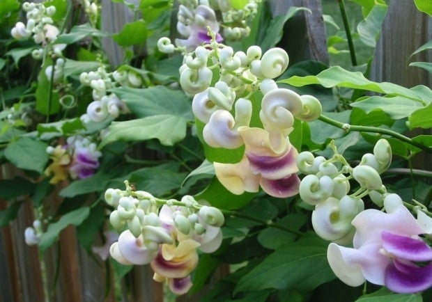 vigna caracalla Kletterpflanzen attraktive schöne Blüten Gestaltung Ideen