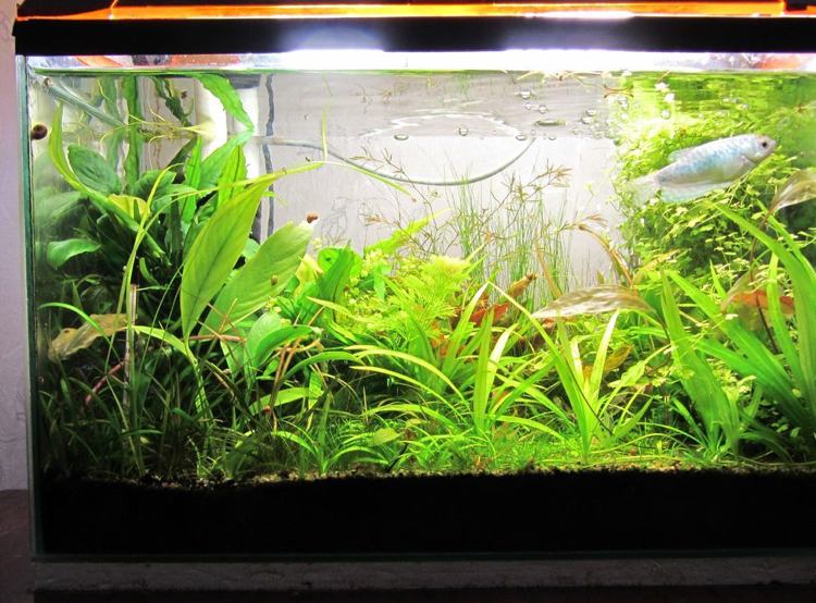 Wasserpflanzen für Aquarium dschungel-feeling-240-liter-gefäß