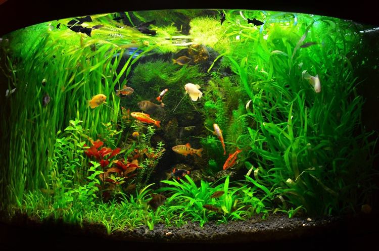 Wasserpflanzen für Aquarium kleine-fische-hoch-niedrig-pflanzen