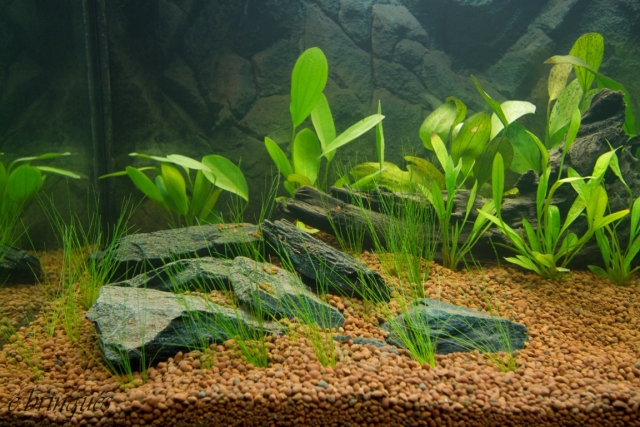 Wasserpflanzen für Aquarium