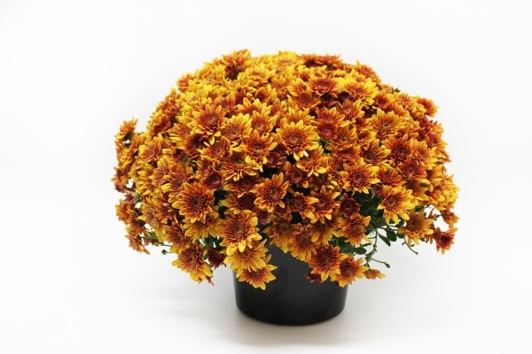 Blumenstrauß-hübsche-Chrysanthemen-gelb-gold