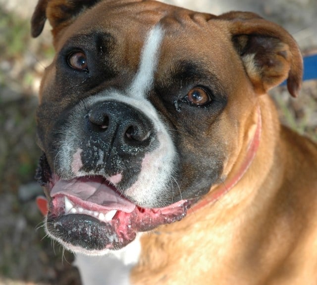 Boxer-hund-kopf-bild-zunge-zähne