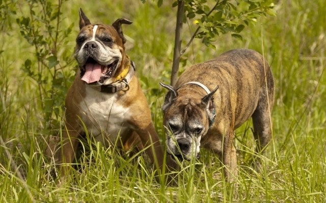 Boxer-hunde-zwei-im-feld-grün