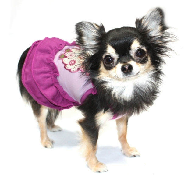 Kleid Hunderassen stricken süße Pullover rosa Farbe