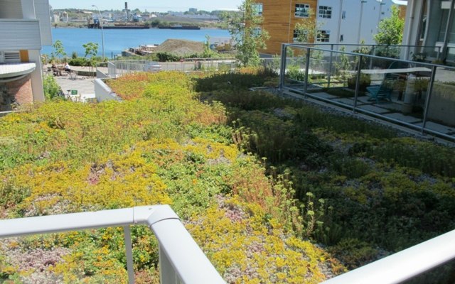 Dach bepflanzen Ziergräser schöne Idee Zierbäume Sonnenschutz Wohngebäude Gartenanlage Beispiele