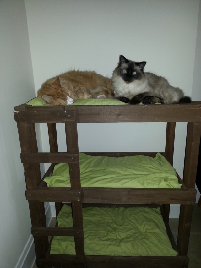 zwei-Siamkatzen-Katzen-Holzbett-auf-Etagen
