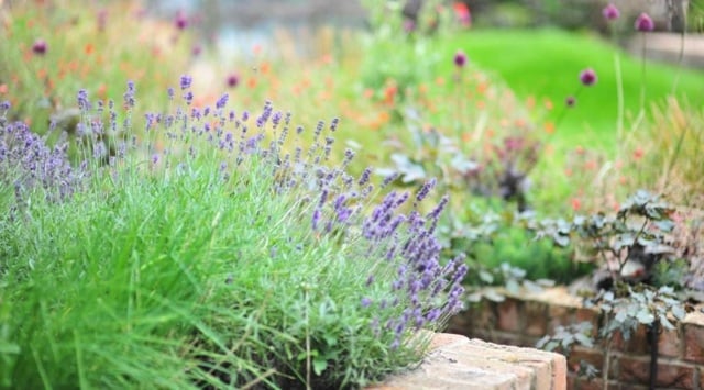 Garten Gestaltung und Pflege Gartenarbeit-im-Sommer-Rasen-Blumen-Pflege-Tipps-Ideen