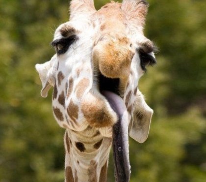 lustige-Grimasse-Tier-im-Zoo-Giraffe