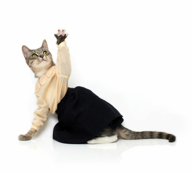 kleiden lustige Fotos Katze Rock Hemd