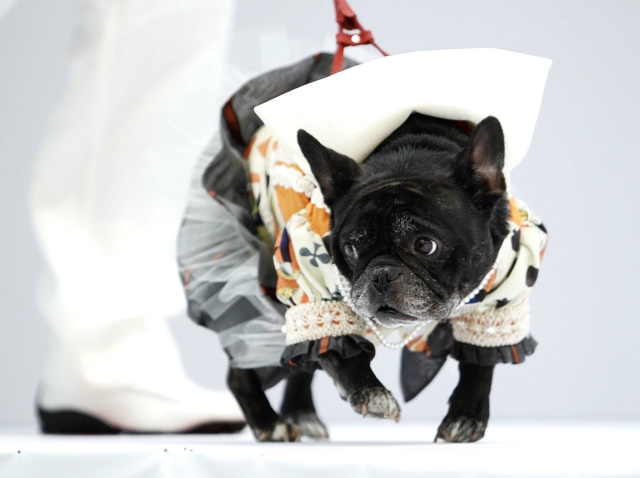 Hundepullover stricken