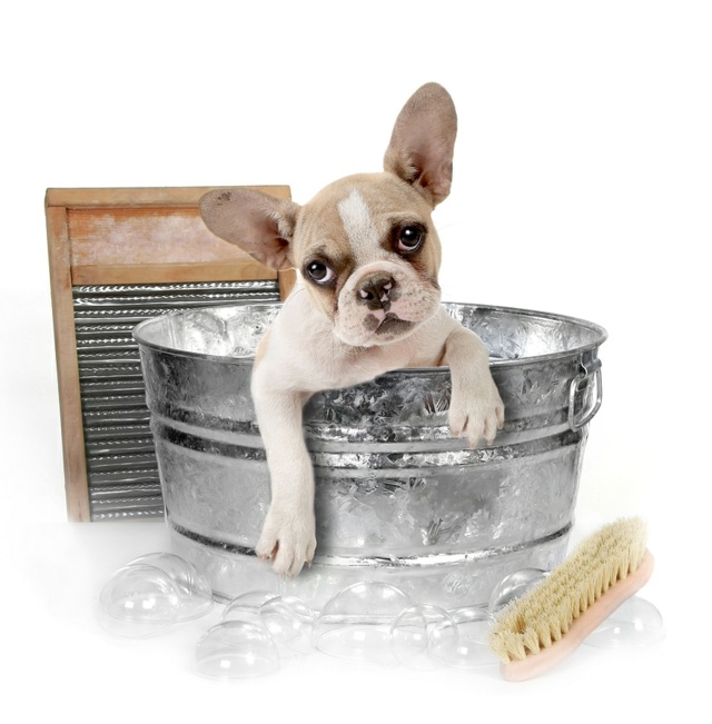 Eimer-aus-Metall-Bodenbürste-Hund-waschen