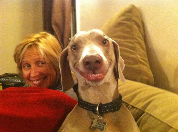 Sofa-Licht-Wohnzimmer-Hund-mit-Zähnen