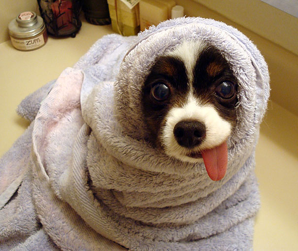 ausgestreckte-Zunge-auf-der-Waschmaschine-Hund