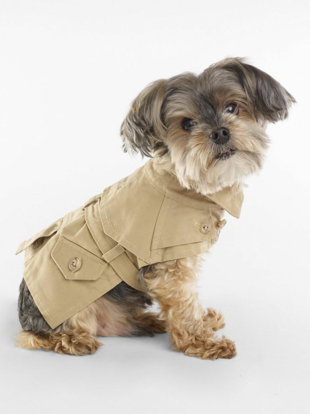 Pullover Jacke kalte Wintertagen kleine Hunderassen Yorkshire Terrier