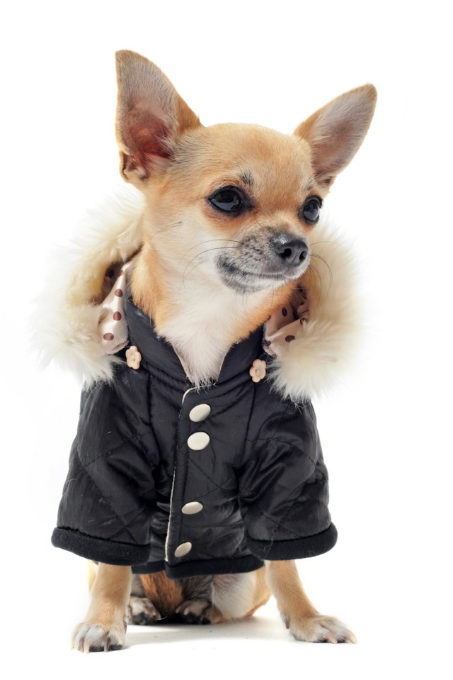 Hunderassen Jacke Windschutz Chihuahua Hunderasse kurzhaarig