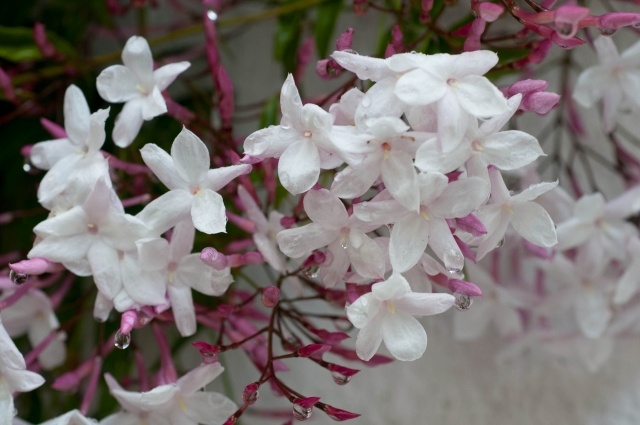 Jasminum-polyanthum-weiße-schöne-blüten-bild
